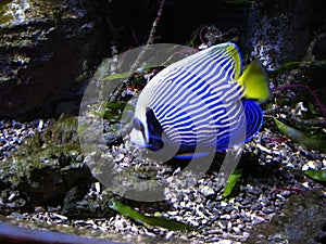 Fish-angel (Pomacanthus imperator)