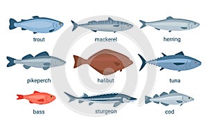 Fish animal set, raw seafood for meal. Collection fishes trout, tuna, mackerel, herring, pike perch, halibut, bass