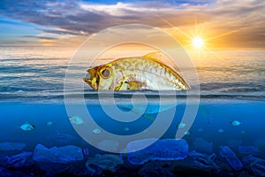 Fish that are approaching dying, floating on the surface, the impact of plastic waste in the sea concepts of nature conservation