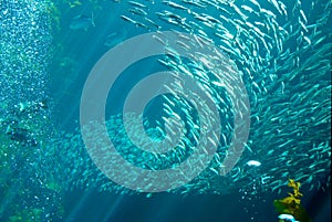 Fish in aquarium