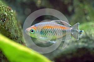 Fish in Aquarium