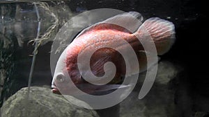 Fish in aquarium