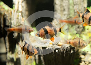 Fish in an aquarium