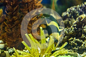 Fish in the aquarium, aquarium on the background of aquatic plants