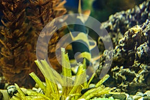 Fish in the aquarium, aquarium on the background of aquatic plants