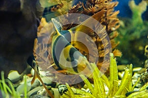 Fish in the aquarium, aquarium on the background of aquatic plants