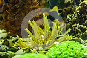 Fish in the aquarium, aquarium on the background of aquatic plants