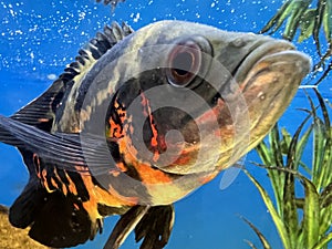 Fish in aquarium black and red