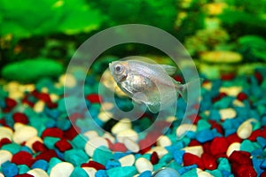 Fish in the aquarium black Tetra