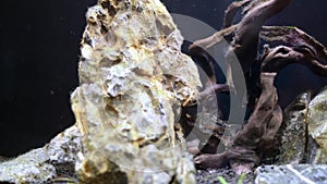 Fish in aquarium. Freshwater cory fish and pelvicachromis in home aquarium. Corydoras in fish tank.