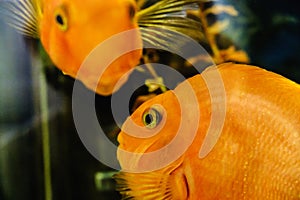 Fish in the aquarium,Goldfish, aquarium, a fish on the background of aquatic plants