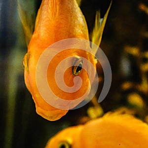 Fish in the aquarium,Goldfish, aquarium, a fish on the background of aquatic plants