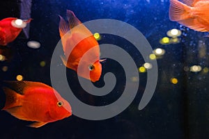 Fish in the aquarium,Goldfish, aquarium, a fish on the background of aquatic plants