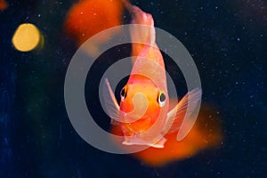 Fish in the aquarium,Goldfish, aquarium, a fish on the background of aquatic plants