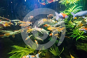 The fish in aquarium in NhaTrang, vietnam