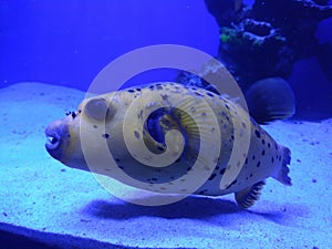 The fish in the aquarium