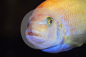 The fish in the aquarium. Portrait of an African aquarium fish of the cichlid family called Pseudotropheus lombardoi