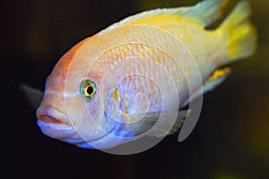 The fish in the aquarium. Portrait of an African aquarium fish of the cichlid family called Pseudotropheus lombardoi