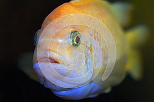 The fish in the aquarium. Portrait of an African aquarium fish of the cichlid family called Pseudotropheus lombardoi