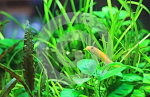 Fish in aquarium tank