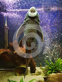Fish. Plecostomus, pleco. photo