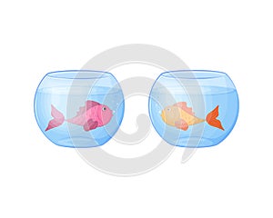 Fish in the aquarium. Two fish in aquariums. Pink and gold fish in a round aquarium. Vector illustration isolated on a