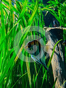 Fish in an aquarium at a zoo in Germany