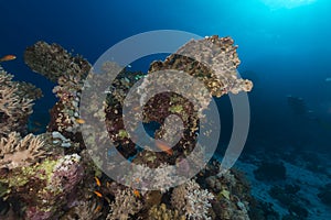 Fish and aquatic life in the Red Sea.