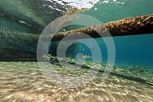 Fish around an underwater discharge tube in the Red Sea.