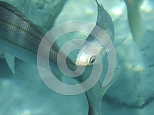 Fish in Aruba