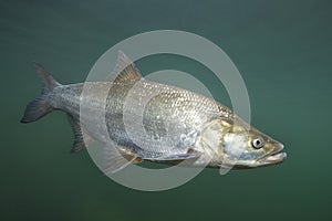 Fish asp Aspius aspius underwater