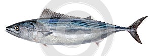 Fish Atlantic bonito, isolated on white background Sarda sarda photo