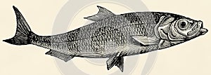 The fish - Atlantic herring (Clupea harengus)