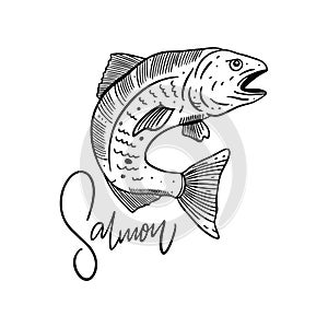 Fish Atlantic Salmon. Hand drawn vector illustration. Engraving style.