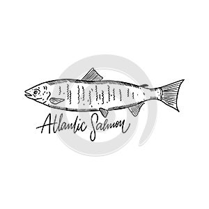 Fish Atlantic Salmon. Hand drawn vector illustration. Engraving style. Isolated on white background.