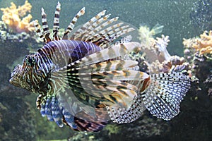 Lionfish
