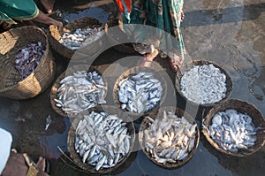 Fish for Auction Sale at harne Jetty,Dapoli,Ratnagiri,Maharashtra