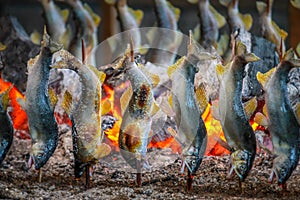 Fish Ayu with salt being charcoal broiled in Tochigi JAPAN