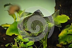 Fish green barbus or tiger barb swimming in freshwater exotic aquarium.