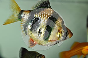 Fish barbus or tiger barb swimming in freshwater exotic aquarium.