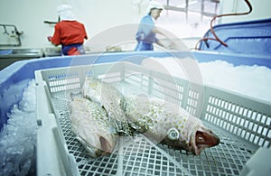 Fish in basket over ice people working in background