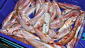 Fish baskets in Fish Market, Ãguilas, Spain photo
