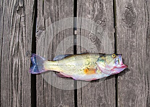 Fish bass caught in summer lake