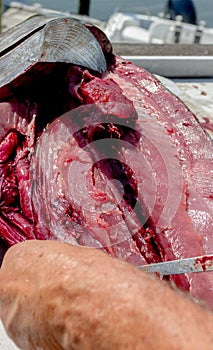 Fish being Filleted