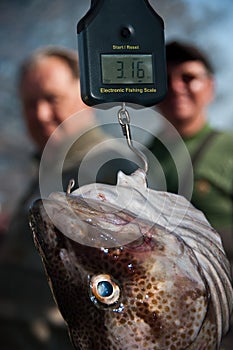 Fish being weighed