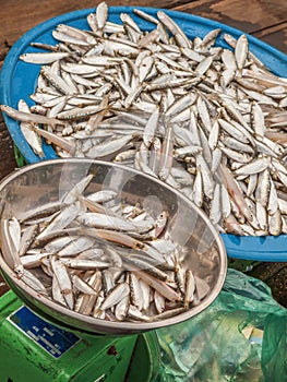 Fish being weighed on scales at market