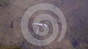 Fish belly up. close up. dead pike fish on the surface of the water