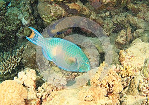 Fish Bicolour parrotfish
