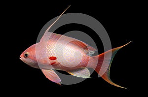 Fish on black background, anthias