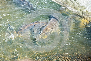 Fish Black Cupid caught in the net